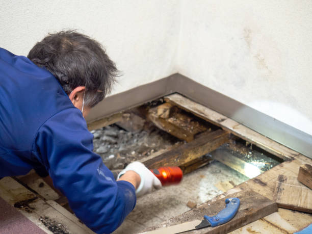 Best Crawl Space Mold Remediation in Eastport, NY